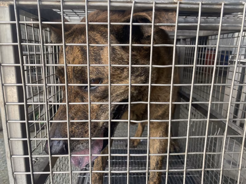 Tabby adult male mixed-breed dog, Medium, shelter no. …0-02