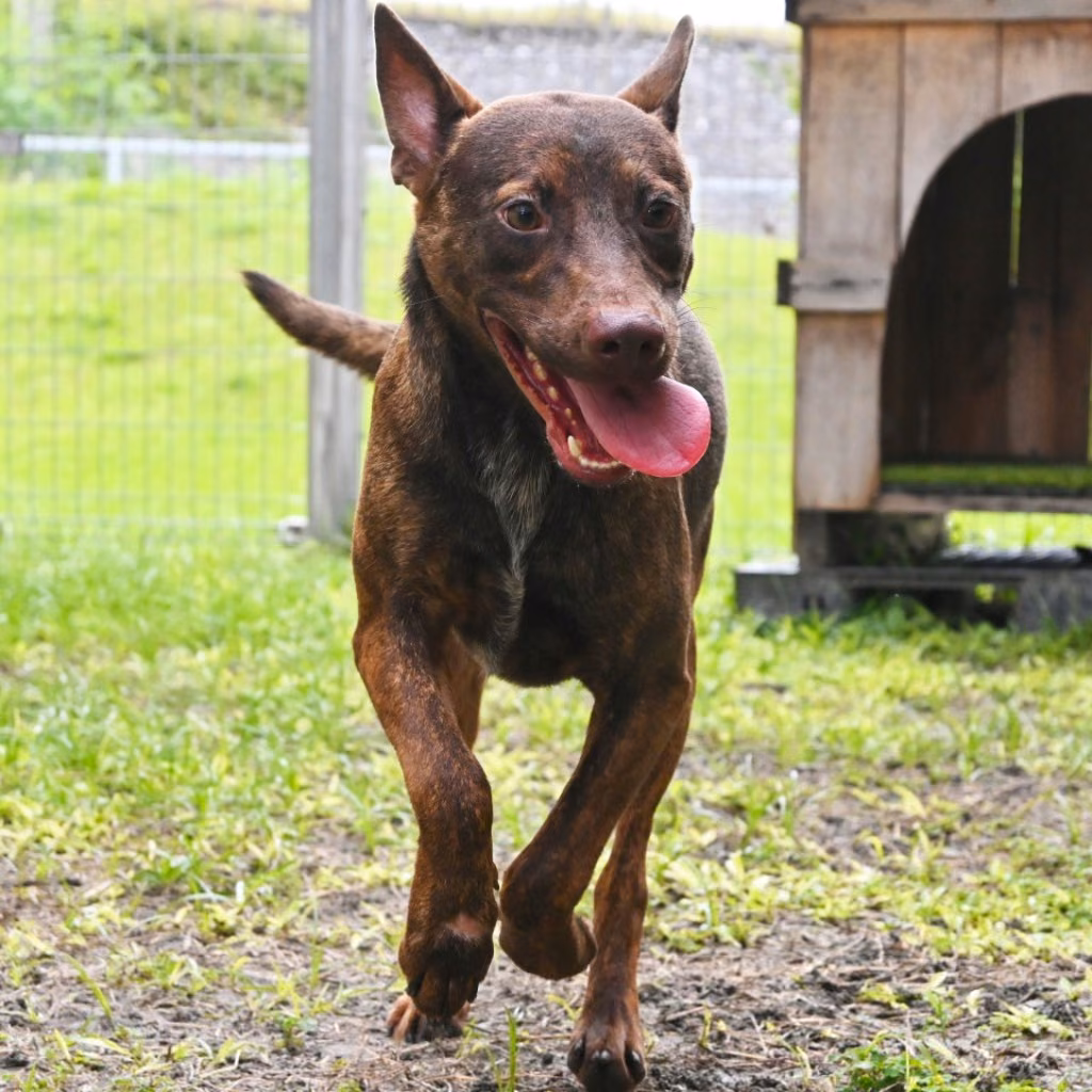 Tabby adult male mixed-breed dog, Medium, shelter no. …2004