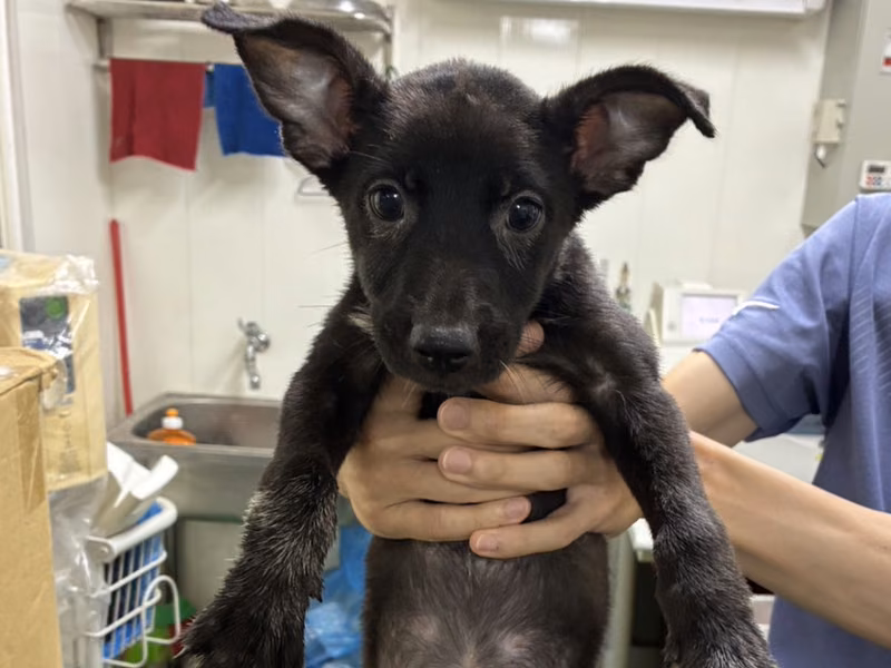 Black young female mixed-breed dog, Small, shelter no. …5002