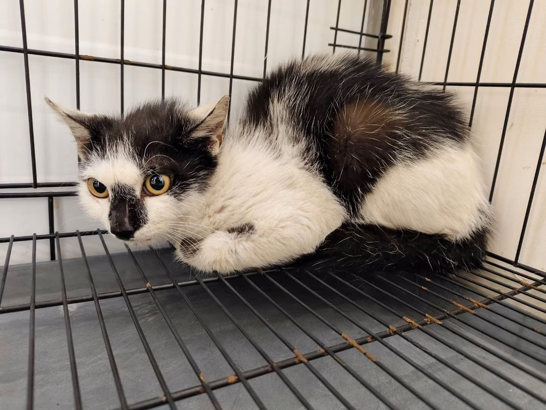 Black-and-white adult male mixed-breed cat, Medium, shelter no. …1402