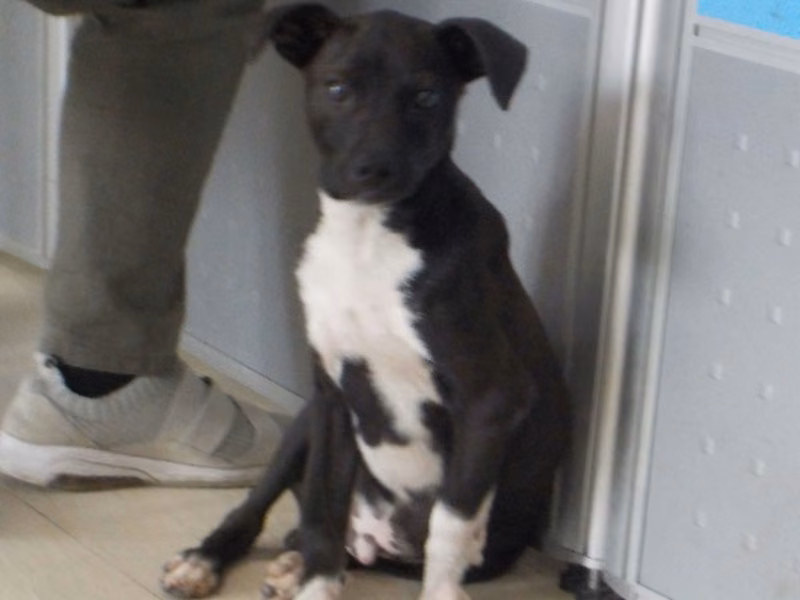 Black-and-white young male mixed-breed dog, Small, shelter no. …1215
