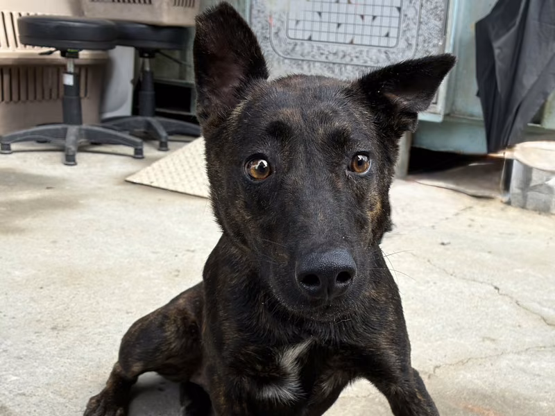 Black tabby adult female mixed-breed dog, Medium, shelter no. …7005