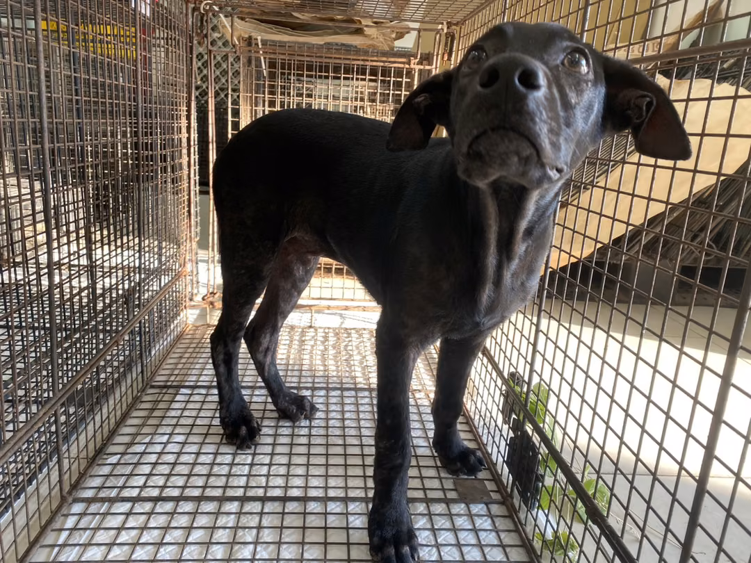黑色青年公混种犬,中型, 收容编号 …0D02