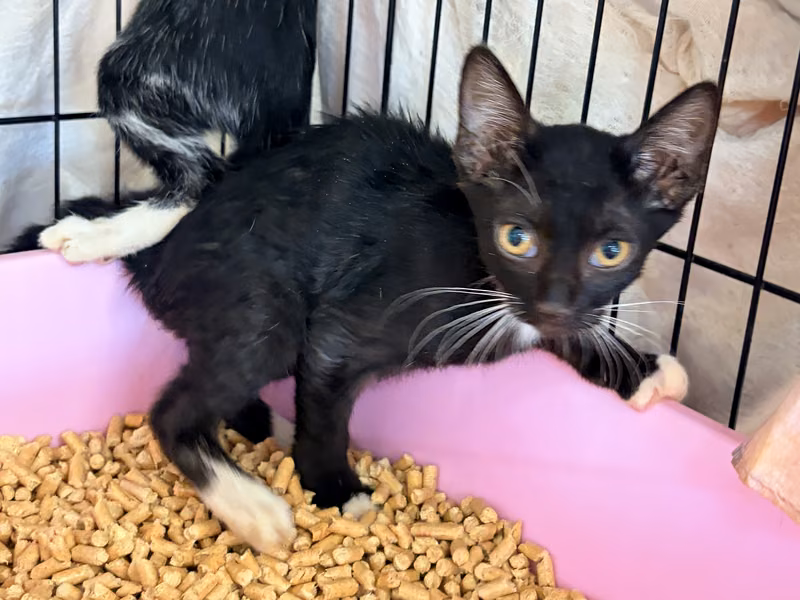 Black young mixed-breed cat, Small, shelter no. …0003