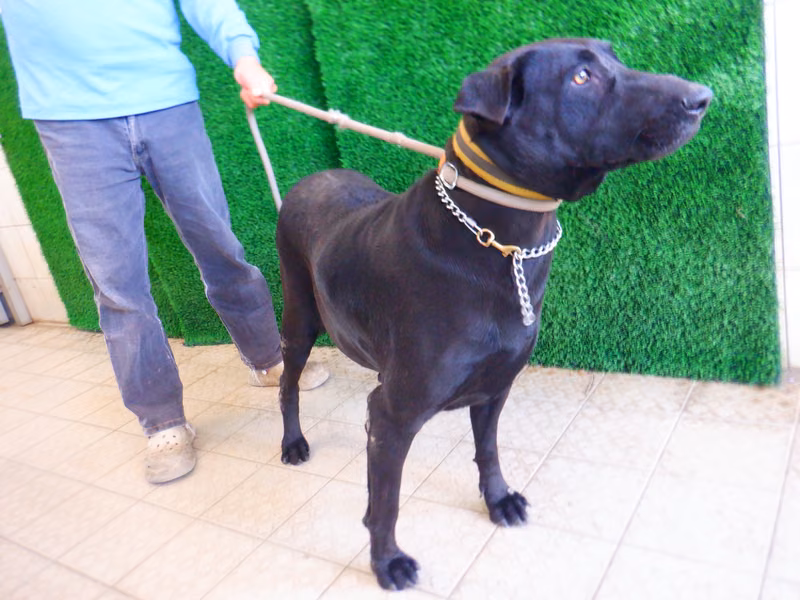 Black adult female mixed-breed dog, Medium, shelter no. …0799