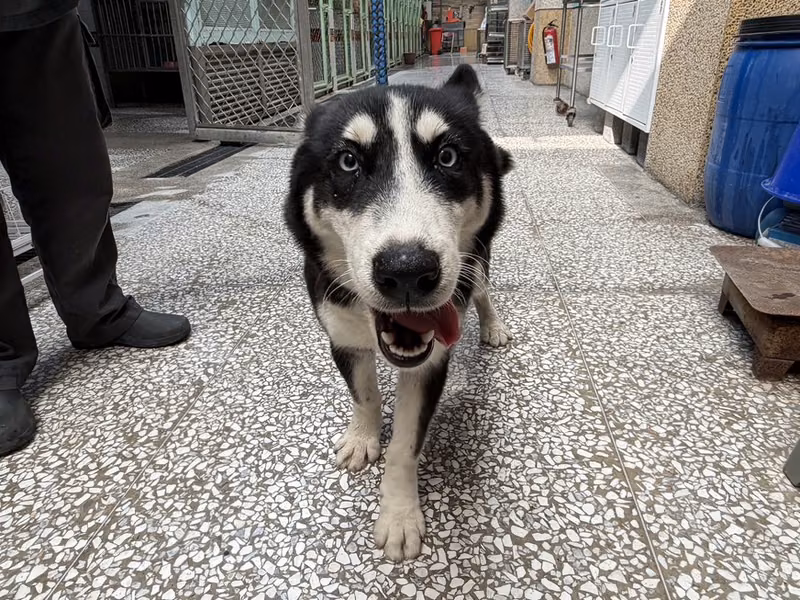 Black young female Siberian Husky, Medium, shelter no. …02W8