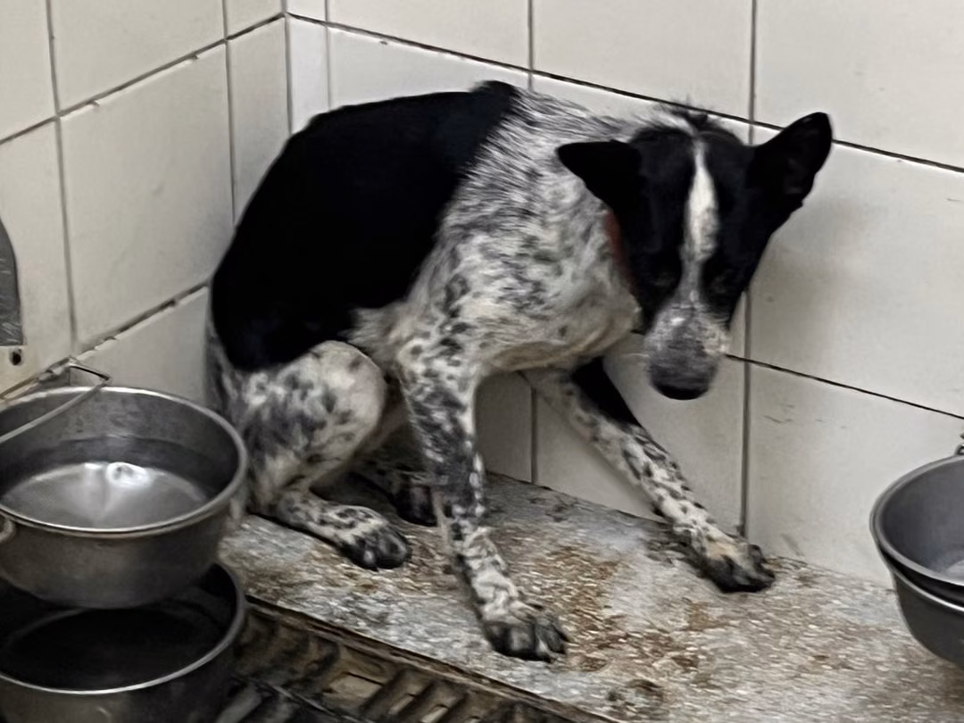 Patched adult female mixed-breed dog, Medium, shelter no. …9A25