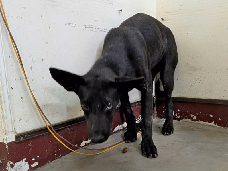 Black adult female mixed-breed dog, Large, shelter no. …0701