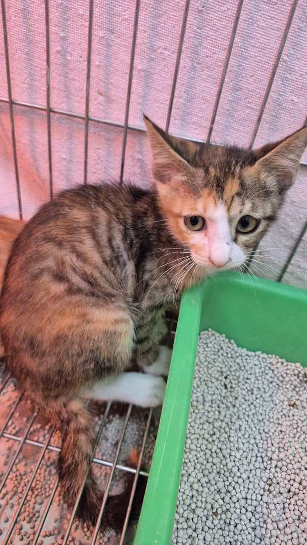 Calico young female mixed-breed cat, Small, shelter no. …9002