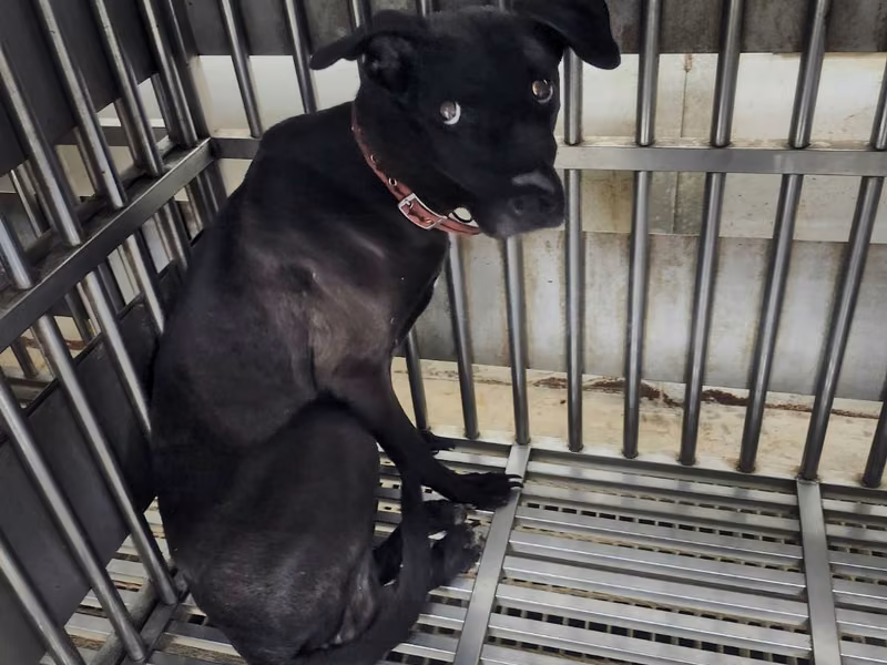 Black-and-white adult male mixed-breed dog, Medium, shelter no. …2303