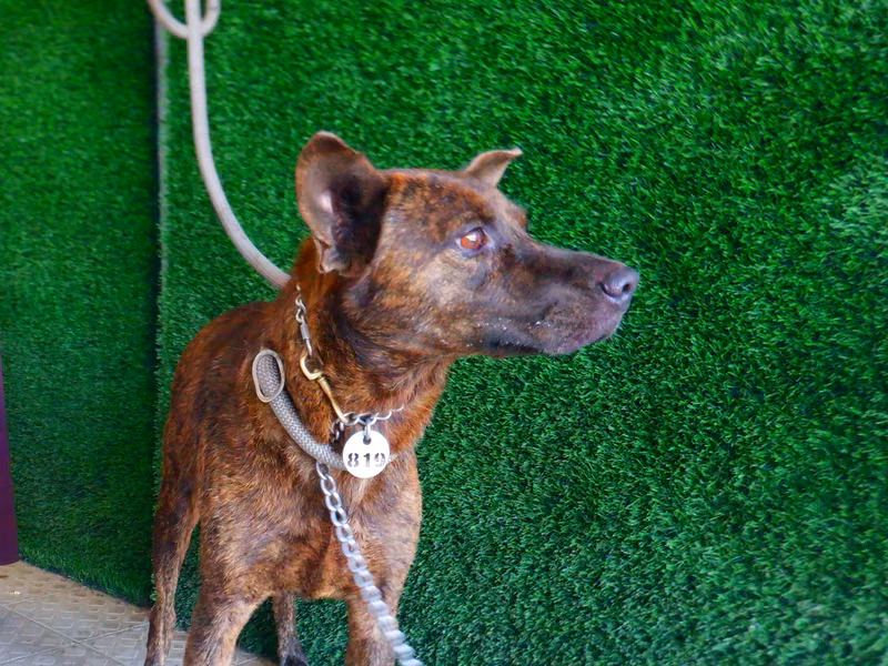 Tabby adult male mixed-breed dog, Medium, shelter no. …9819