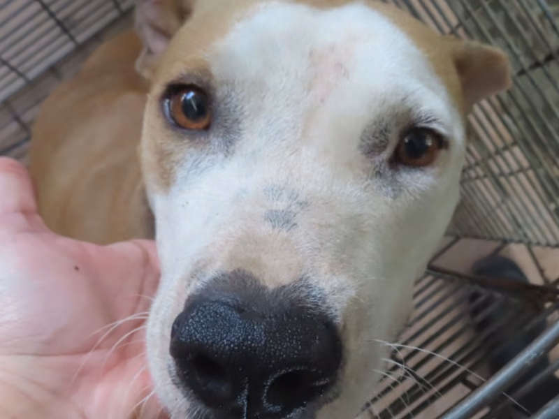 Tan adult female American Pit Bull Terrier, Medium, shelter no. …8-11