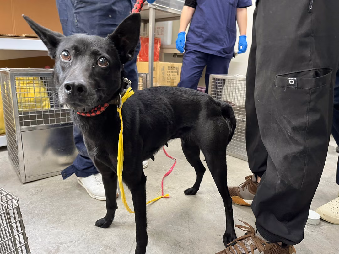 Black adult female mixed-breed dog, Medium, shelter no. …2203