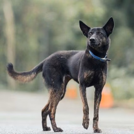 Black-and-tan adult female mixed-breed dog, Medium, shelter no. …0102