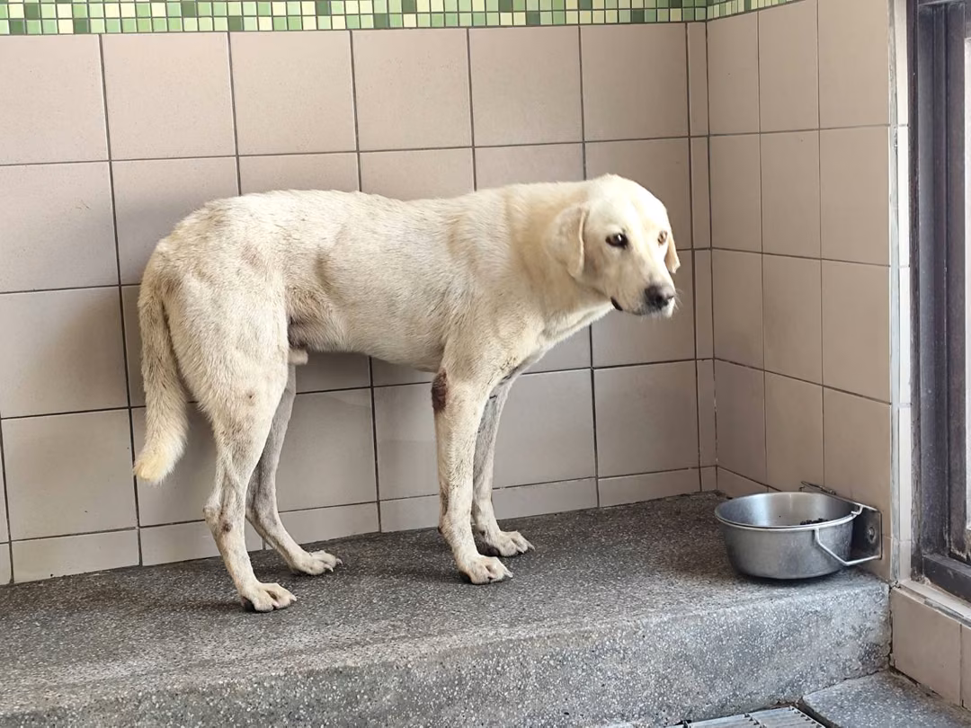 White adult male mixed-breed dog, Large, shelter no. …1105