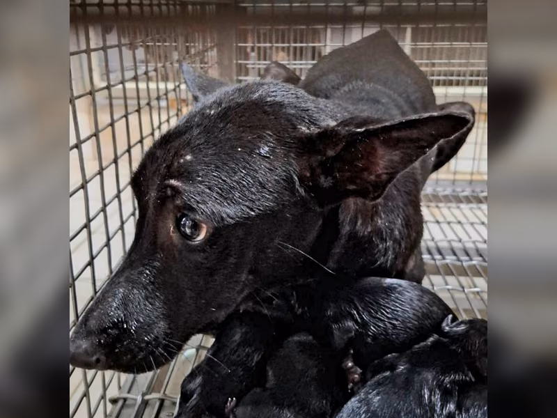 Black adult female mixed-breed dog, Medium, shelter no. …5-07