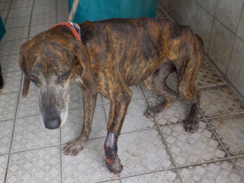 Tabby adult male mixed-breed dog, Medium, shelter no. …1397