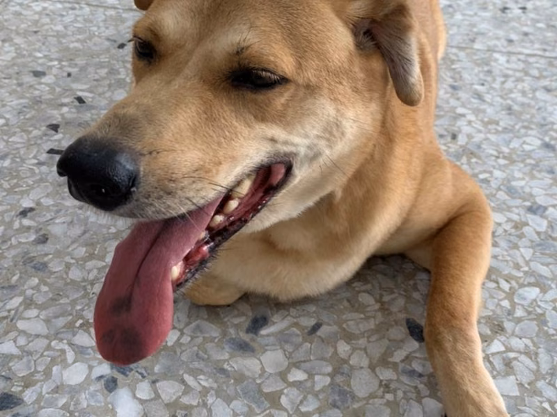 Brown adult male mixed-breed dog, Medium, shelter no. …6003