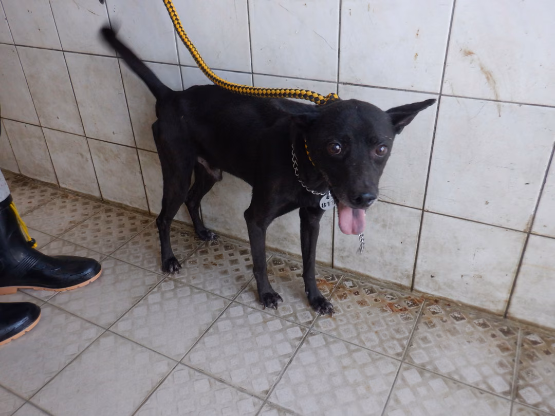 Black adult male mixed-breed dog, Medium, shelter no. …1818