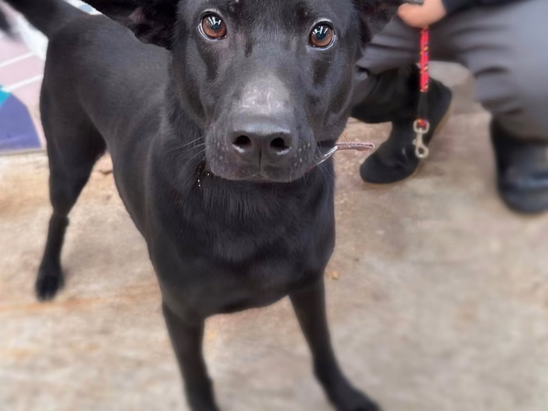 Black adult male mixed-breed dog, Medium, shelter no. …9002