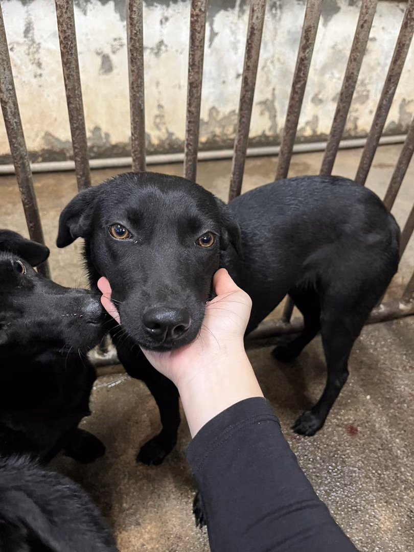 Black adult female mixed-breed dog, Medium, shelter no. …5027