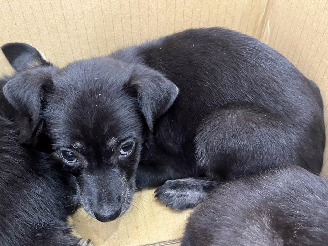 Black young female mixed-breed dog, Small, shelter no. …16-1