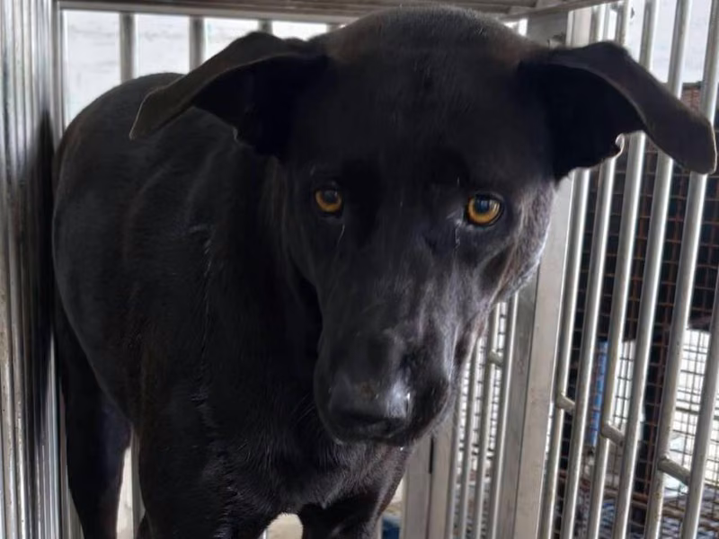 Black adult female mixed-breed dog, Medium, shelter no. …5004