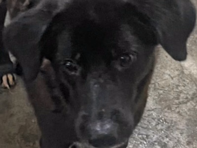 Black adult female mixed-breed dog, Large, shelter no. …2036