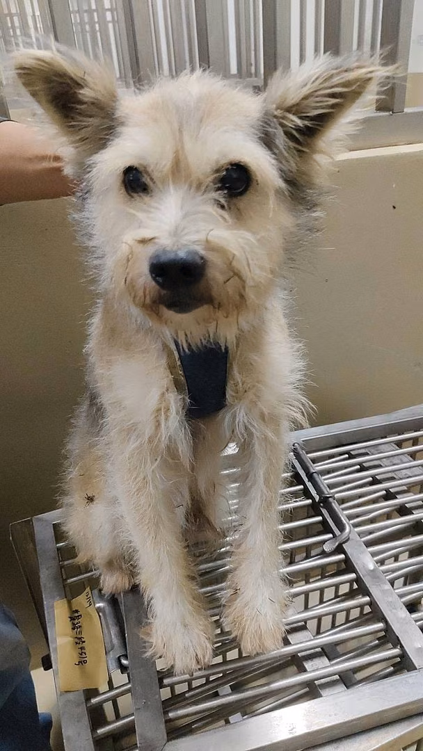 Tan-and-white adult male mixed-breed dog, Small, shelter no. …9003
