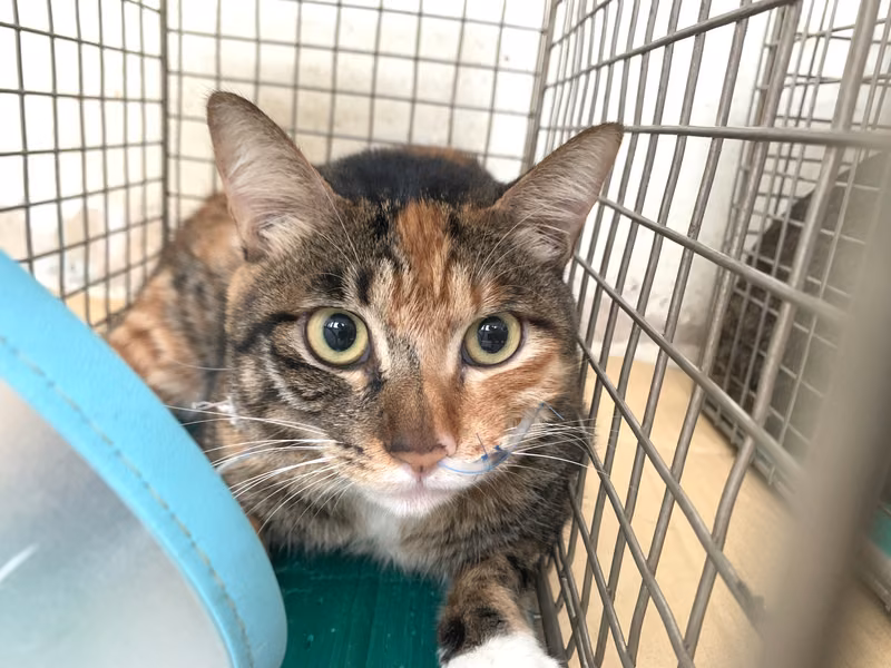 Calico adult female mixed-breed cat, Small, shelter no. …0606