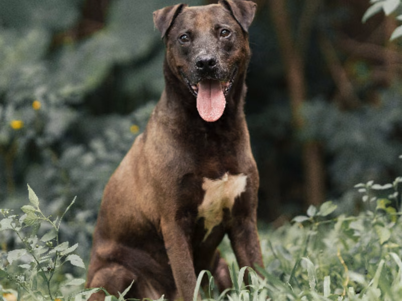 Brown-and-black adult male American Pit Bull Terrier, Medium, shelter no. …2003