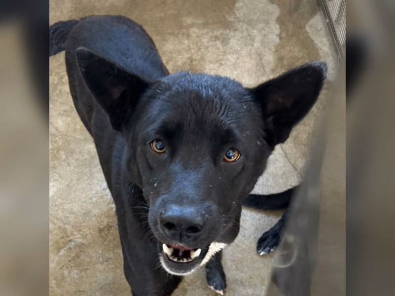 Black adult male mixed-breed dog, Large, shelter no. …9003