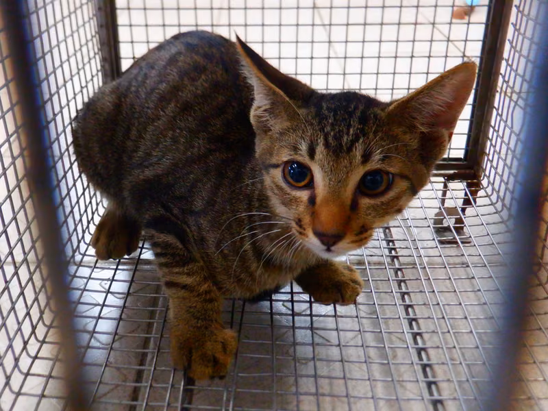 Tabby adult male mixed-breed cat, Small, shelter no. …12C3