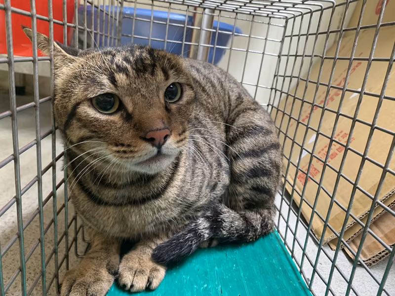 Tabby adult male mixed-breed cat, Small, shelter no. …2508