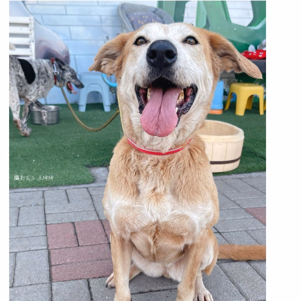 Tan adult female mixed-breed dog, Medium, shelter no. …8-03