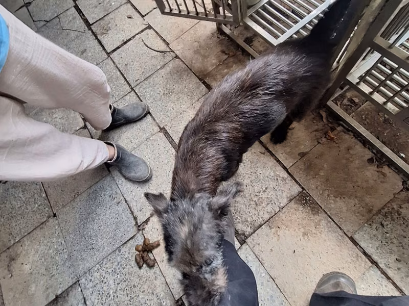 Black adult male mixed-breed dog, Large, shelter no. …077D