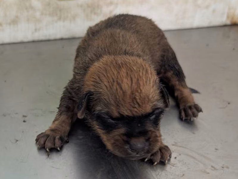 Brown young female mixed-breed dog, Small, shelter no. …1517
