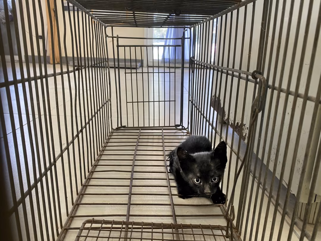 Black young female mixed-breed cat, Small, shelter no. …6C06