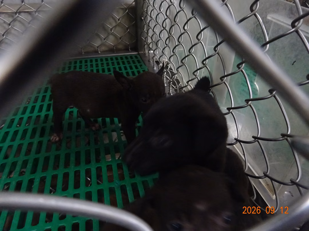 Black young female mixed-breed dog, Small, shelter no. …2001