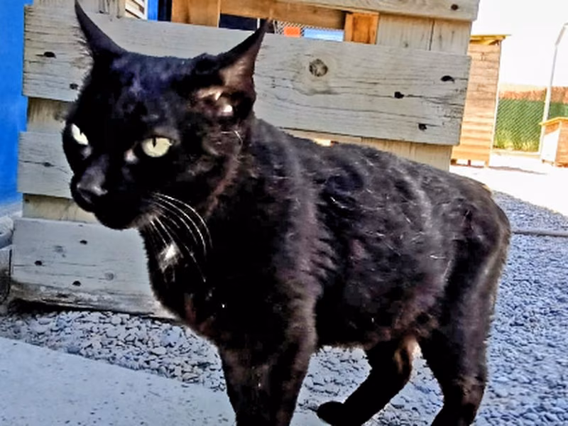Pisco, Adult · Male · Small · European Shorthair