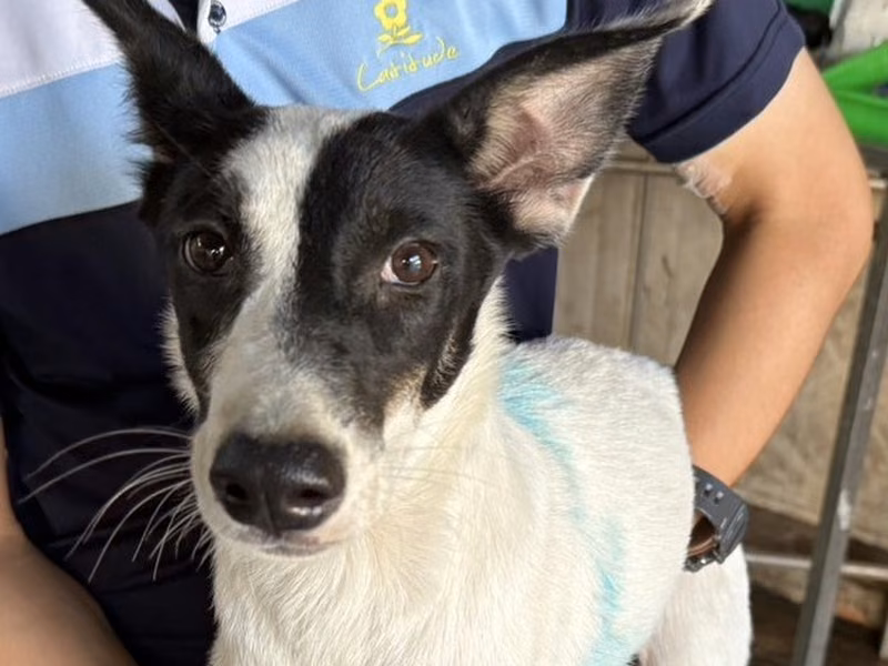 Black-and-white adult male mixed-breed dog, Medium, shelter no. …9-08