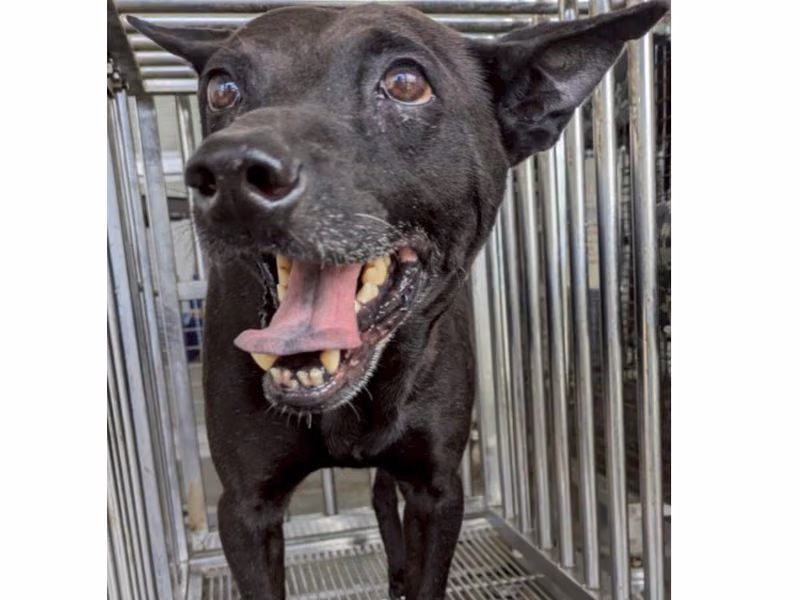 Black adult male mixed-breed dog, Medium, shelter no. …6002