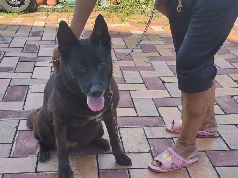 Black adult female mixed-breed dog, Large, shelter no. …04B8