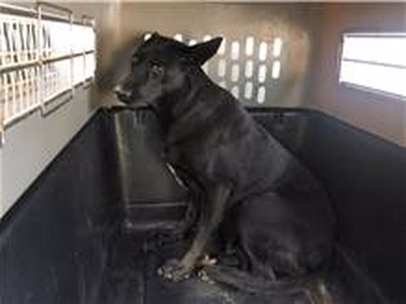 Black adult female mixed-breed dog, Medium, shelter no. …9005