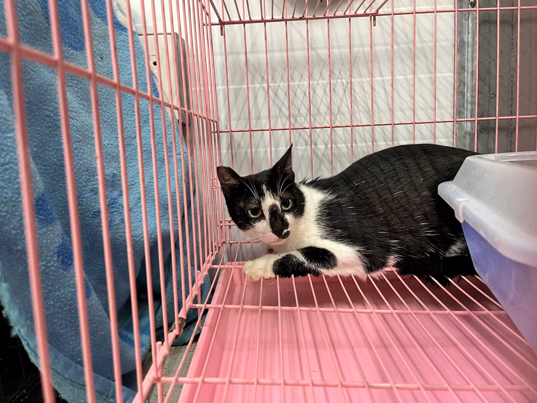 Black-and-white adult female mixed-breed cat, Medium, shelter no. …1702