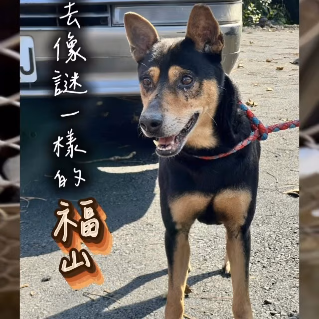 Black-and-tan adult male mixed-breed dog, Medium, shelter no. …8001