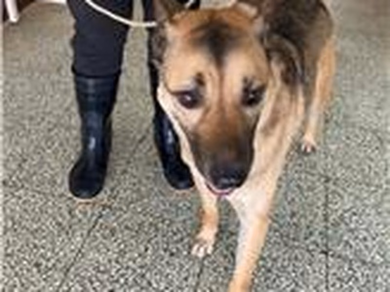 Tabby adult male mixed-breed dog, Medium, shelter no. …1001