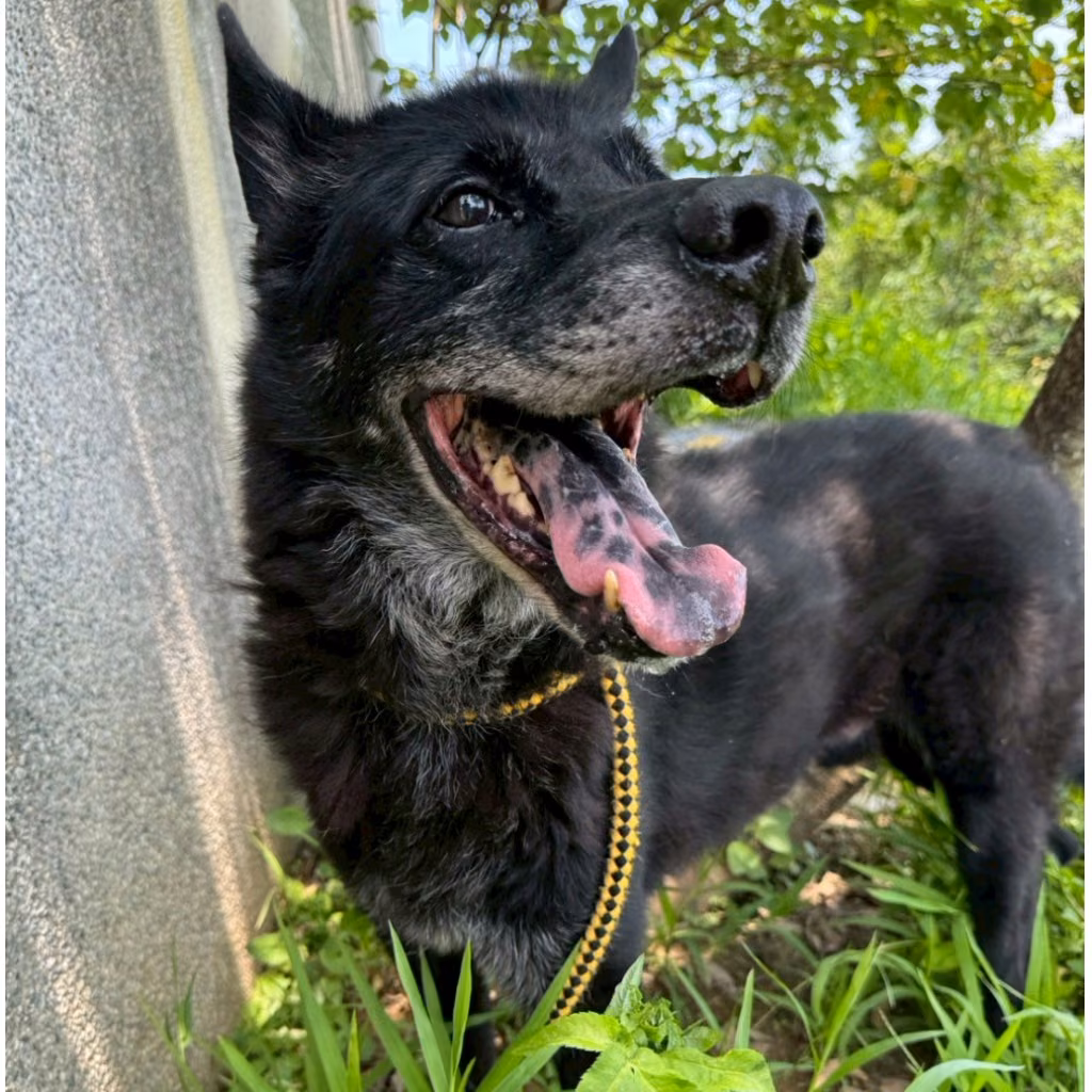 Black adult male mixed-breed dog, Large, shelter no. …9001