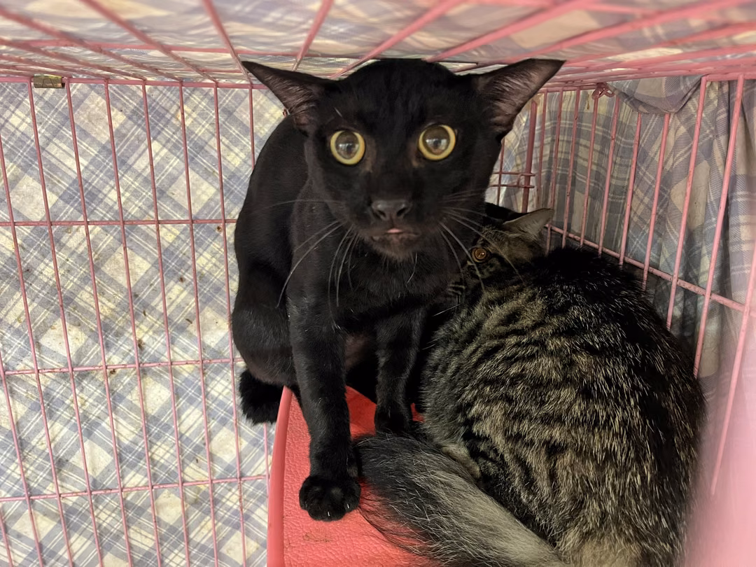 Black adult male mixed-breed cat, Medium, shelter no. …1503
