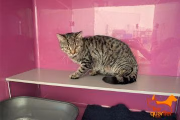 Brown tabby young male European Shorthair, shelter no. …4082